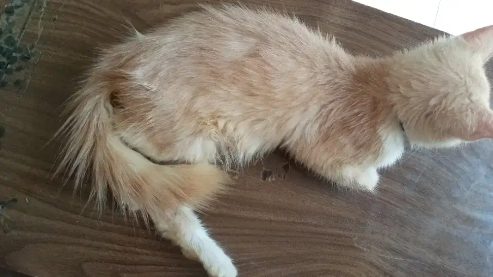 ANGORA PERSIAN KITTEN.
