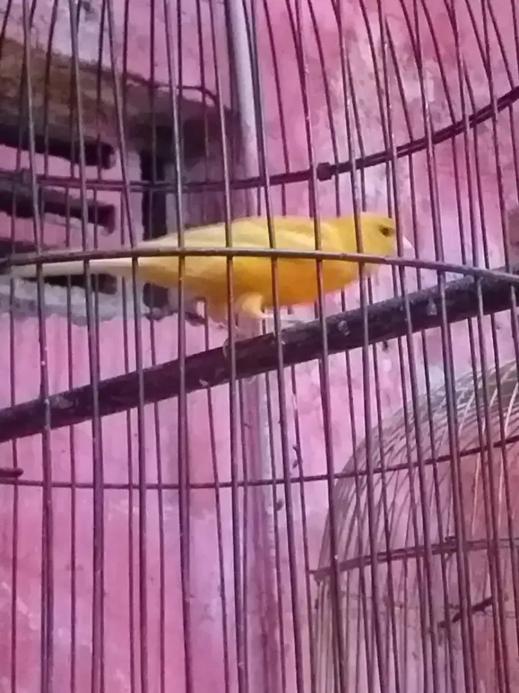 kenari oren jantan setengah volume