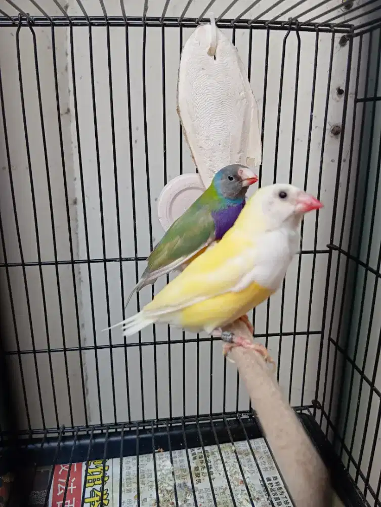 Burung Finch Gould Amadin GA