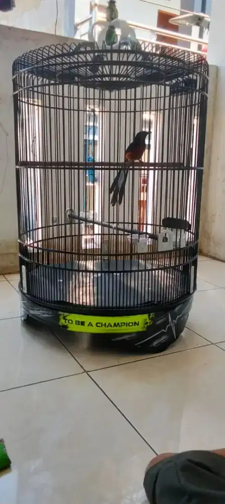 Murai gacor ekor 19cm baru selesai mabung, harga nego,