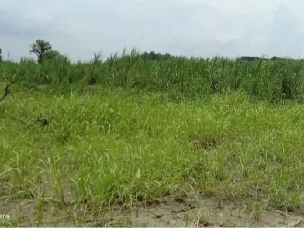 tanah dijual brangkal balongpanggang gresik