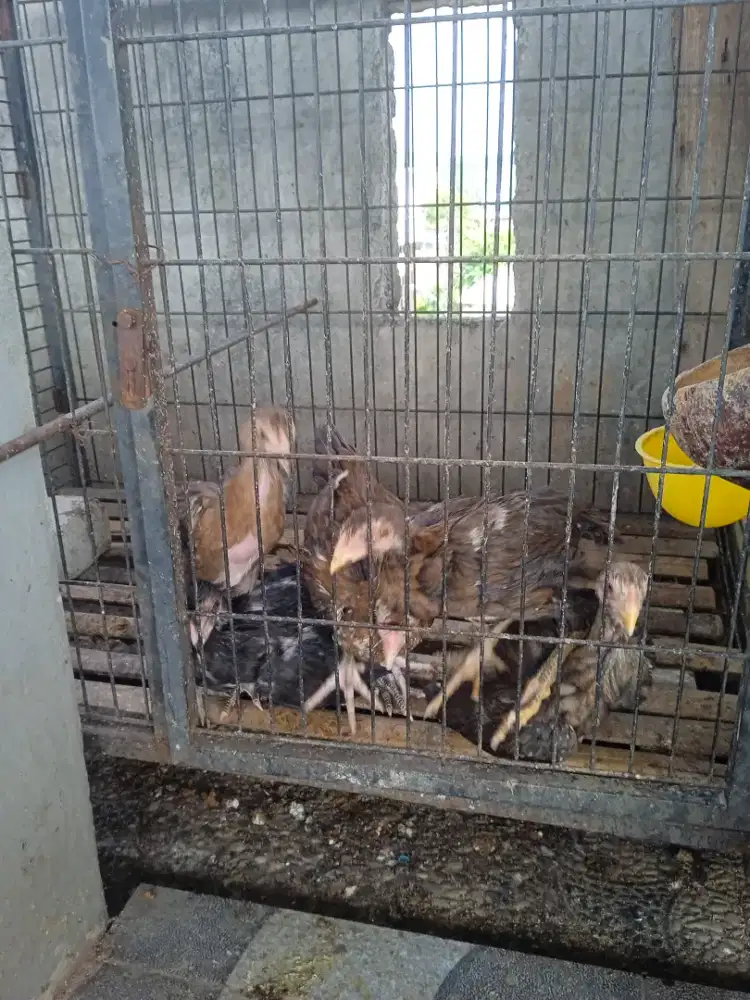 Anakan ayam bangkok