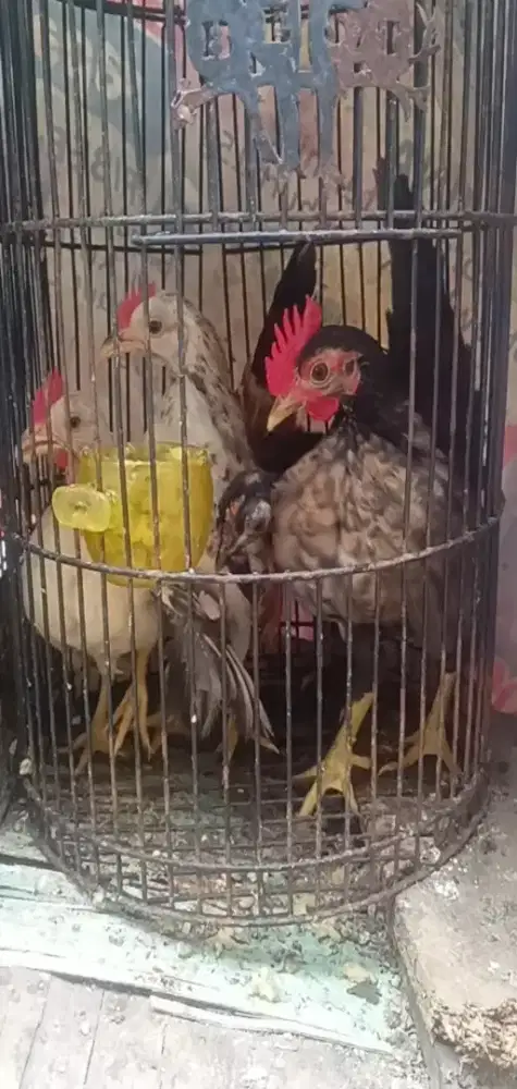 Remajaan Serama