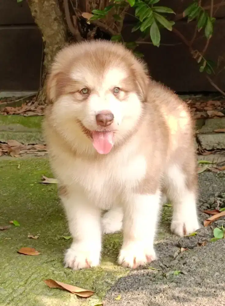 Puppy alaskan malamute warna eksklusif