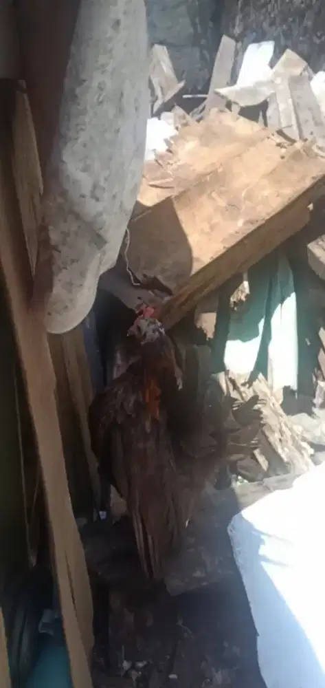 Babonan Serama Produksi