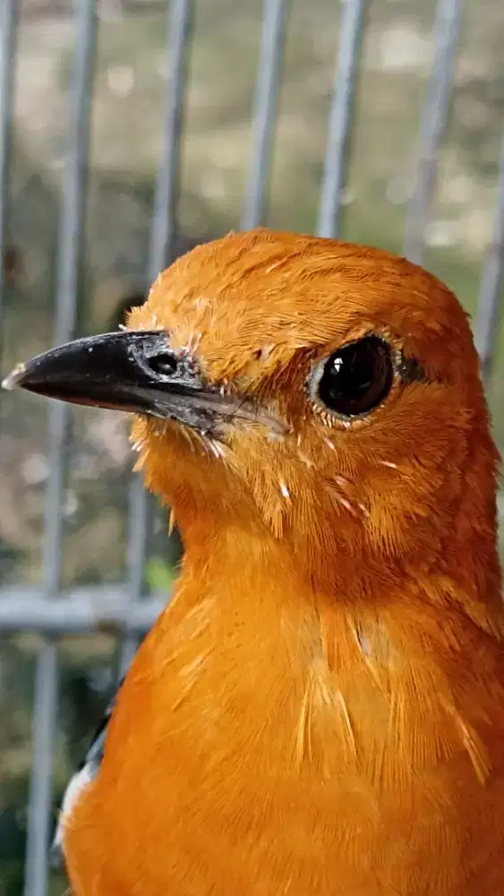 Burung anis merah jantan