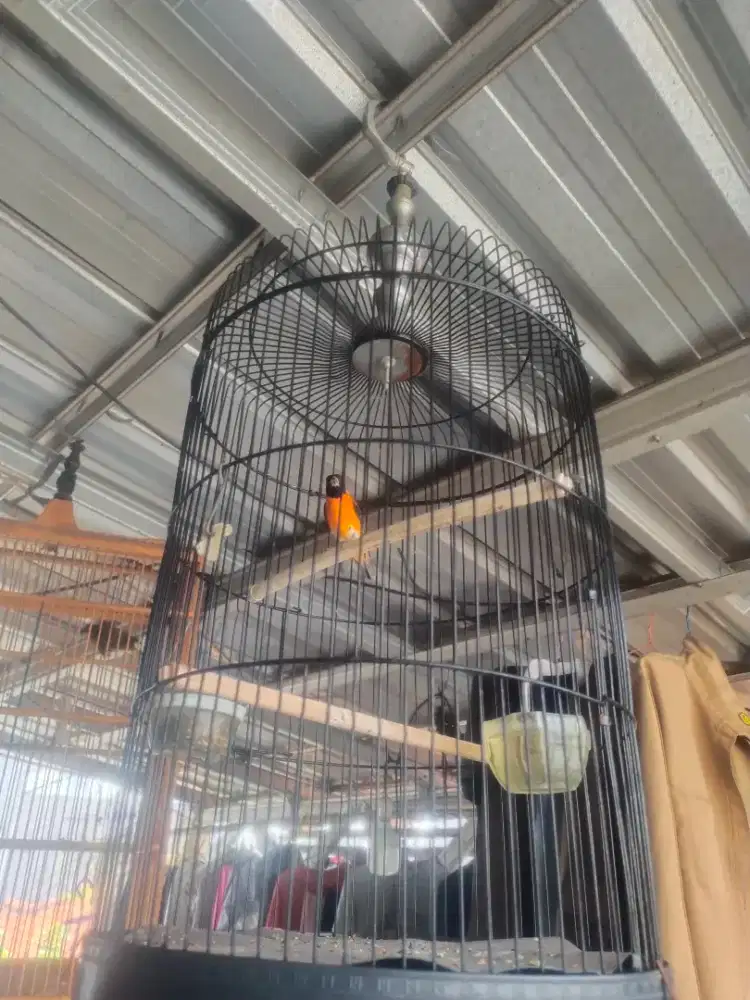 Burung redsiskin klasik