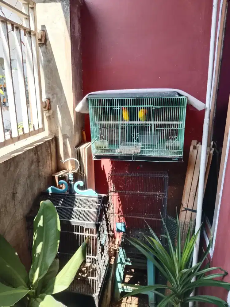 Di Jual Lovebird sepasang