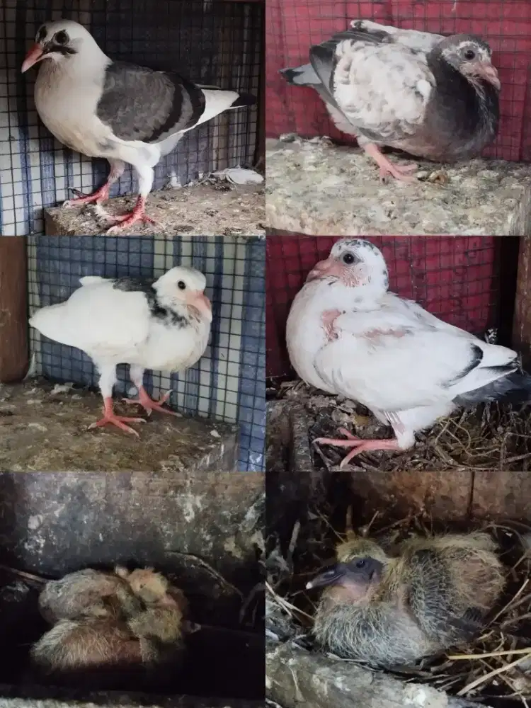 Jual Merpati Piyek anakan Merpati Berkualitas 50K Wilayah Sidoarjo Kak