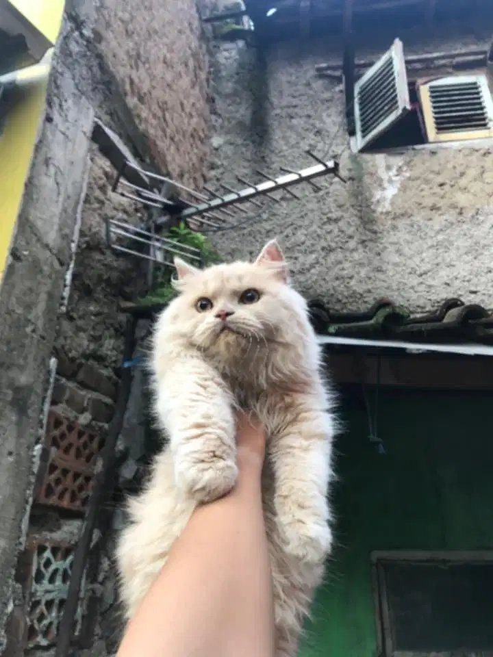 Kucing flatnose