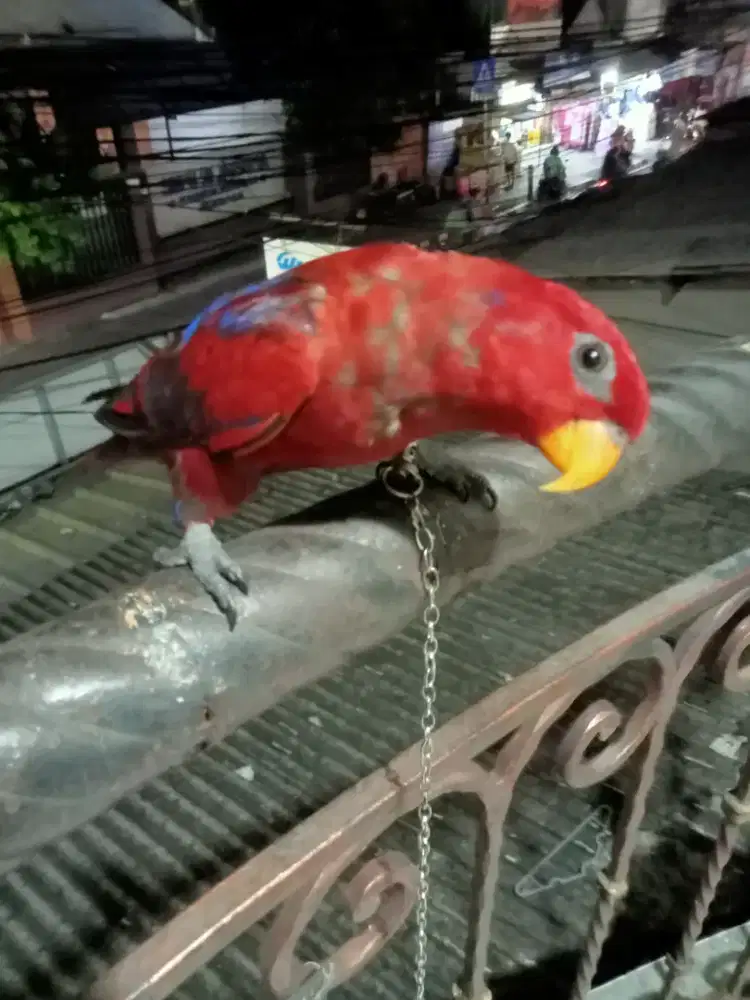 Buat yang Hobi atau cari hiburan.. burung pinter ngoceh trus