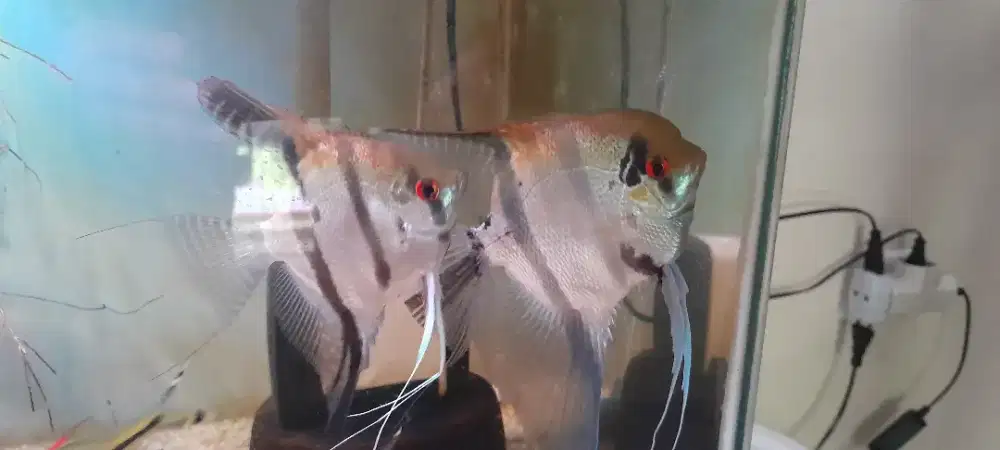 Manfish sepasang