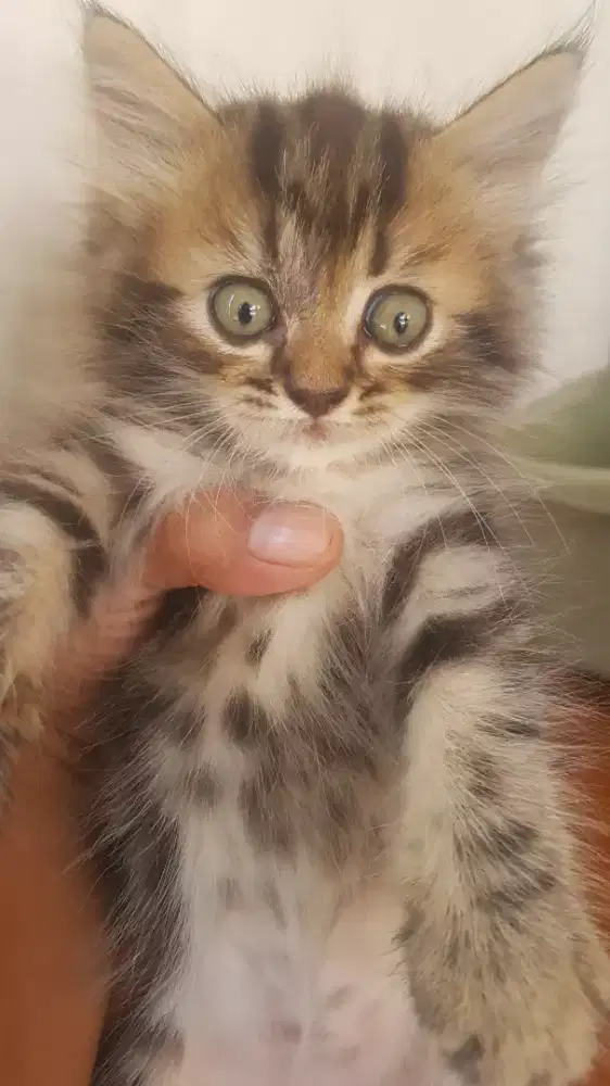 Lepas Adopsi Persia
