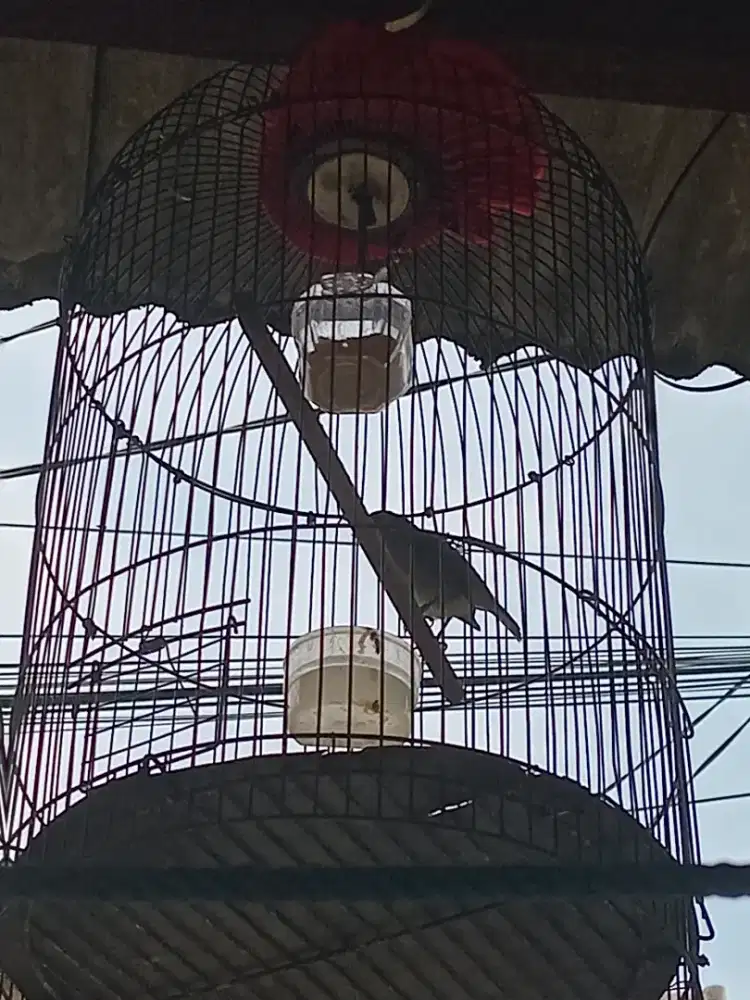 Jual Burung Opoir Jawa