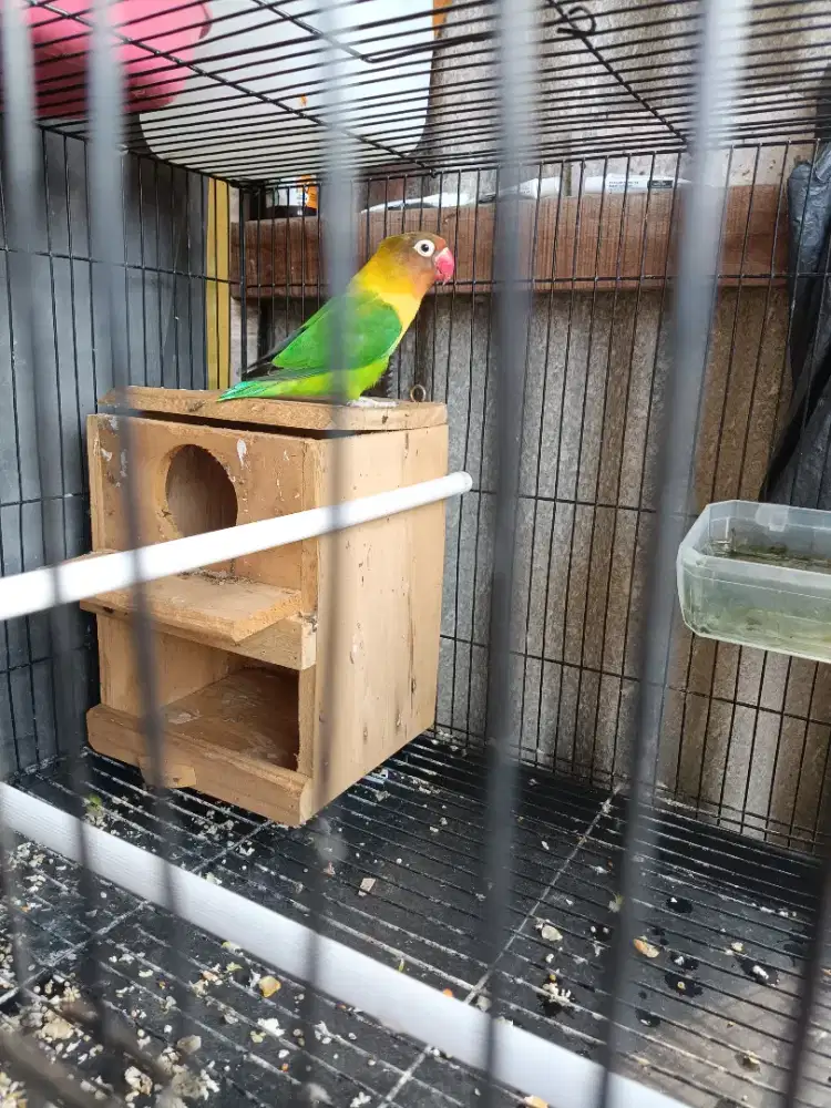 Lovebird betina