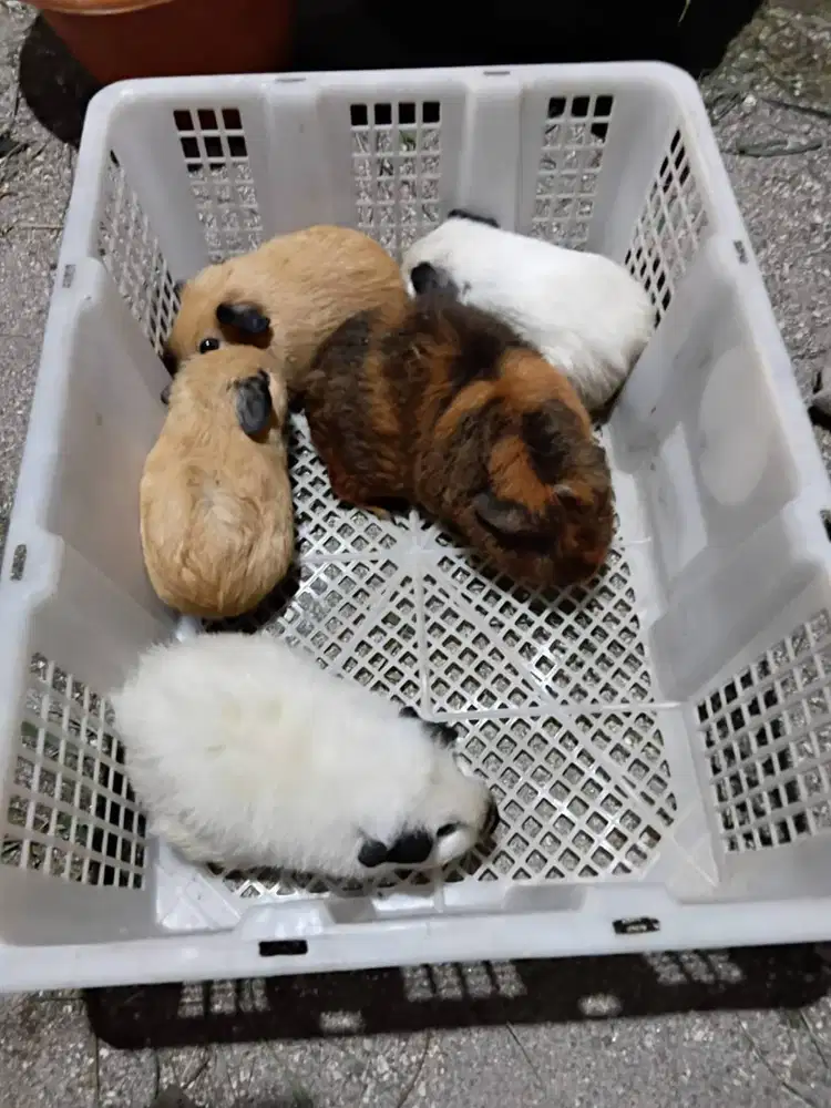 MARMUT / GUINEA PIG JENIS IMPORT CALIFORNIA & TEDDY DEWASA
