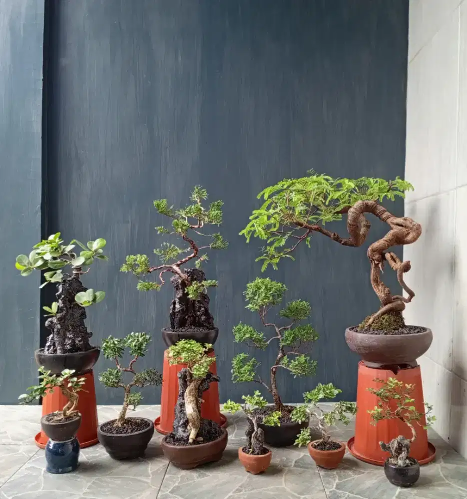 Borong murah bonsai mini 10 pohon