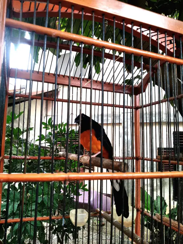 BURUNG MURAI BATU ACEH