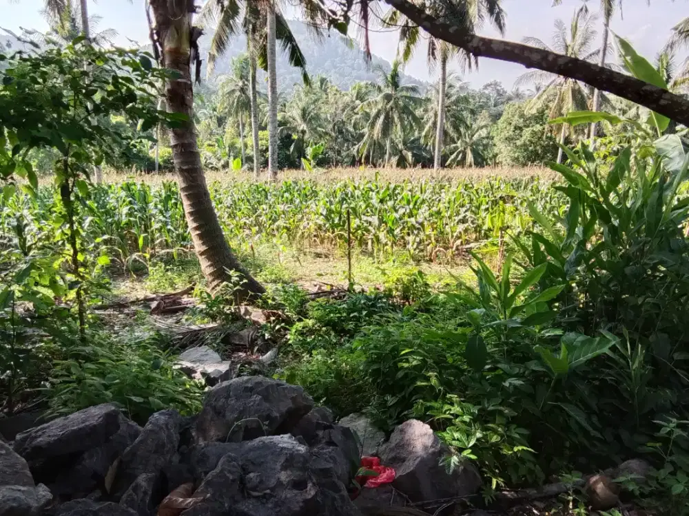 jual cepat tanah termurah