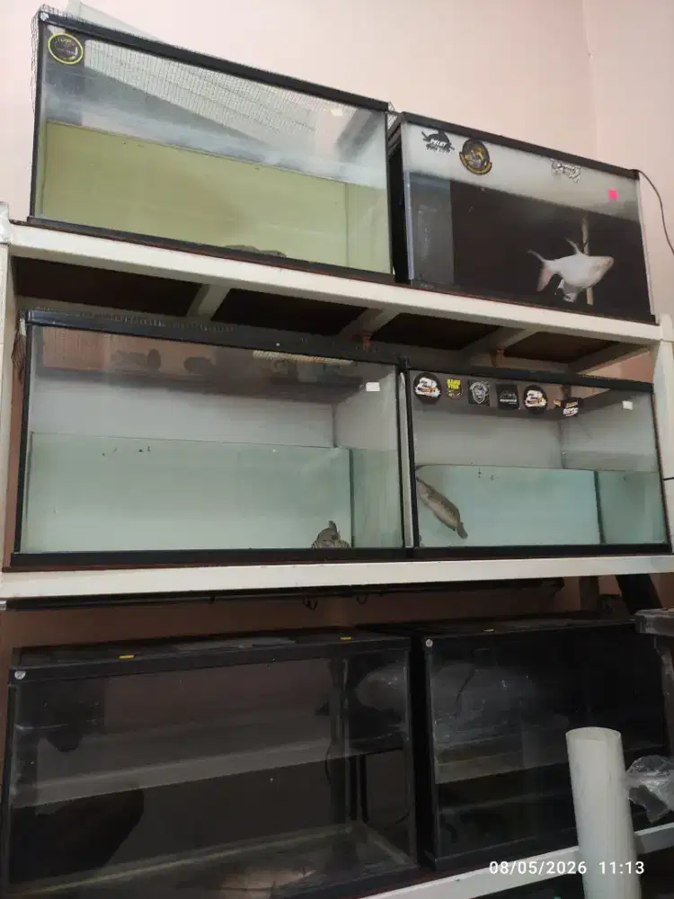 Aquarium bekas dan channa