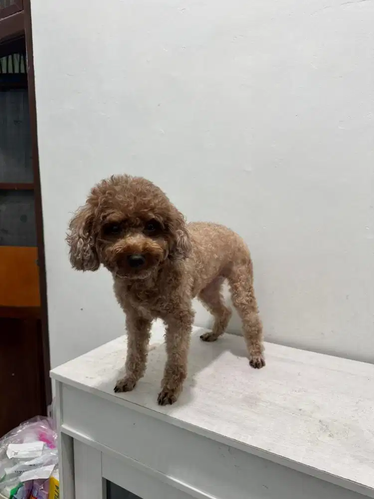 Poodle Brown Betina