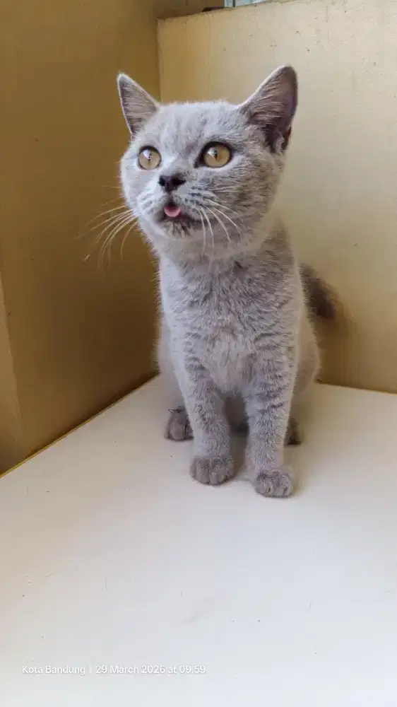 Kucing BSH jantan