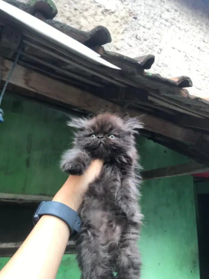 Kitten peak x flatnose