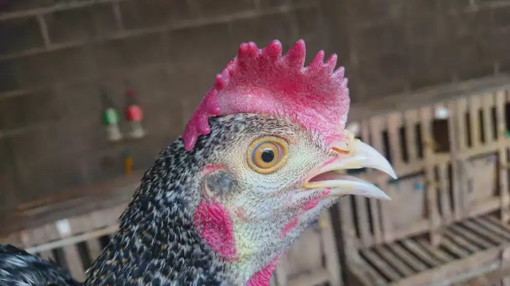 Ayam Bekisar Umur 8 Bulan