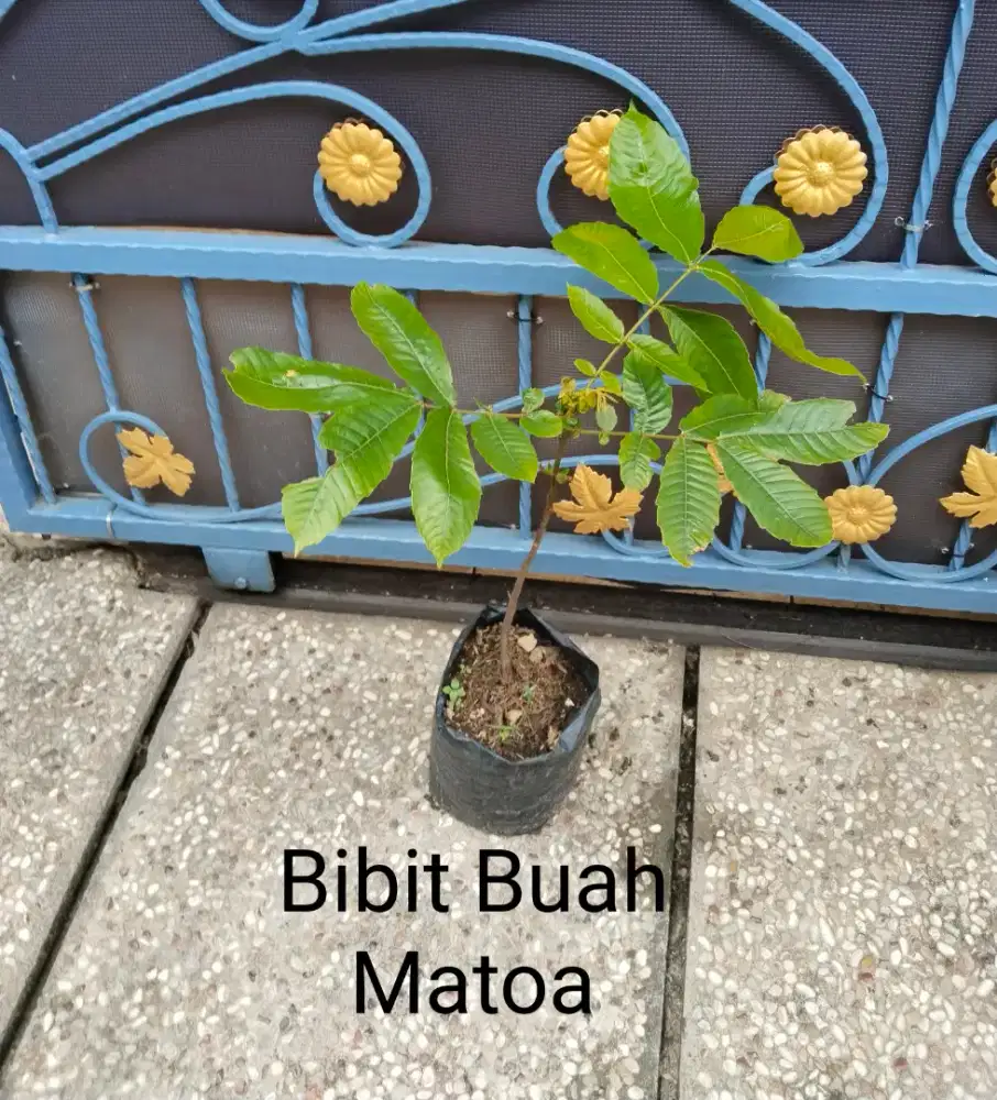Tanaman Bibit Buah Matoa