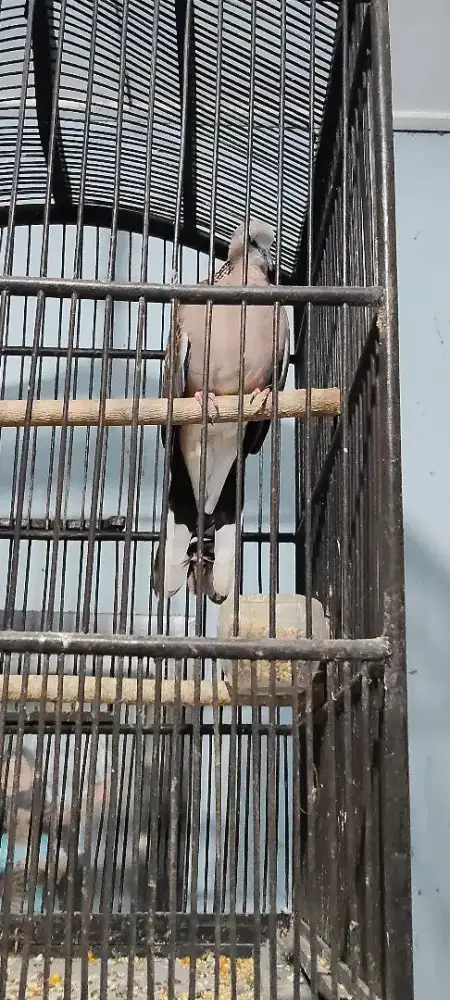 Burung derkuku lokal kuk 4 paten gacor bati.