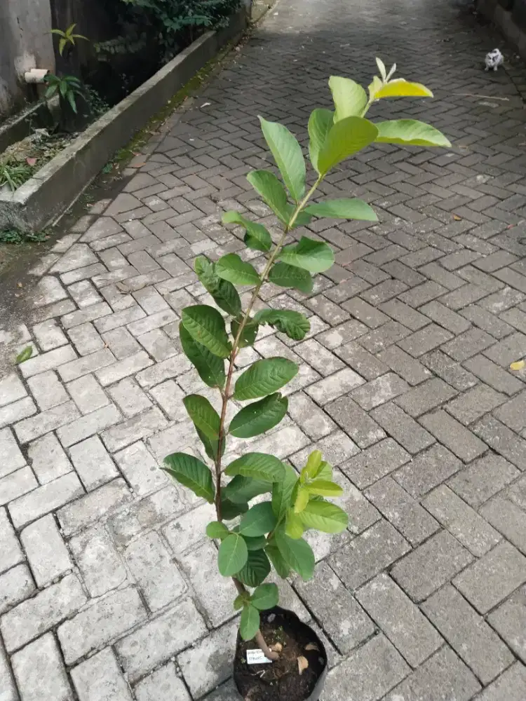 Bibit Tanaman Buah Jambu Sukun Merah