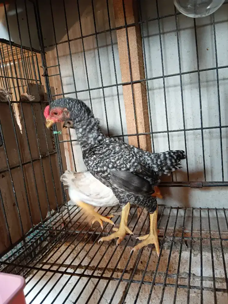 Ayam koshamo mantap