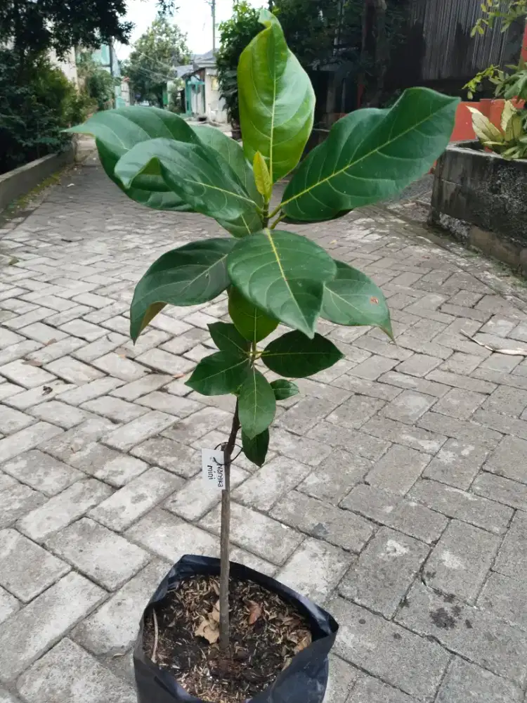 Bibit Tanaman Buah Nangka Mini