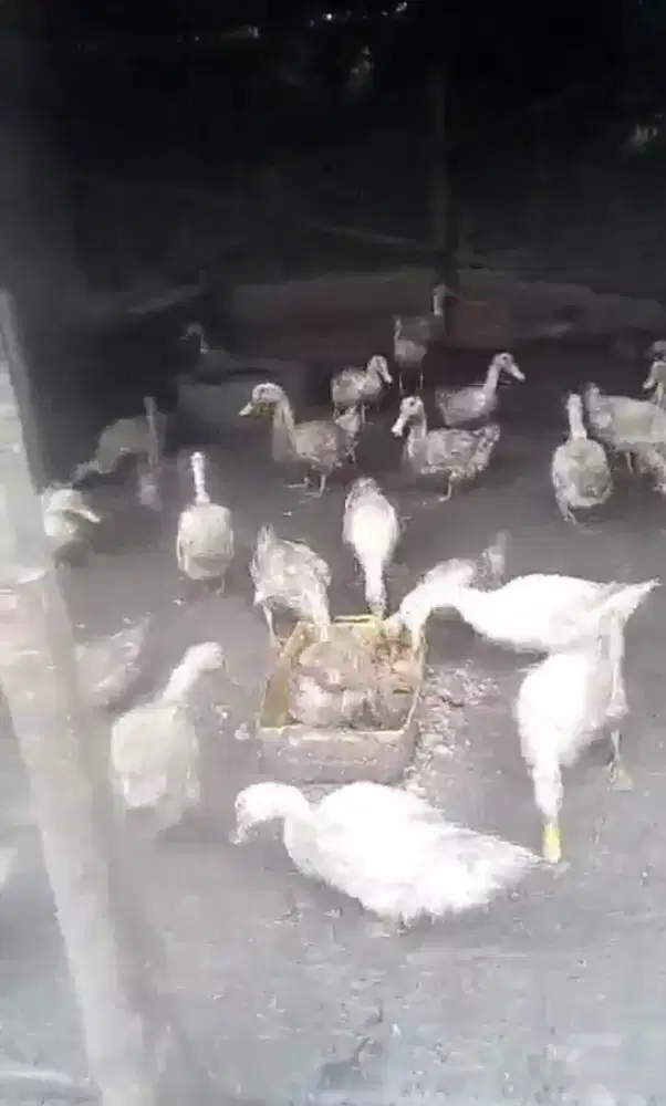 Pekerja Kandang Bebek
