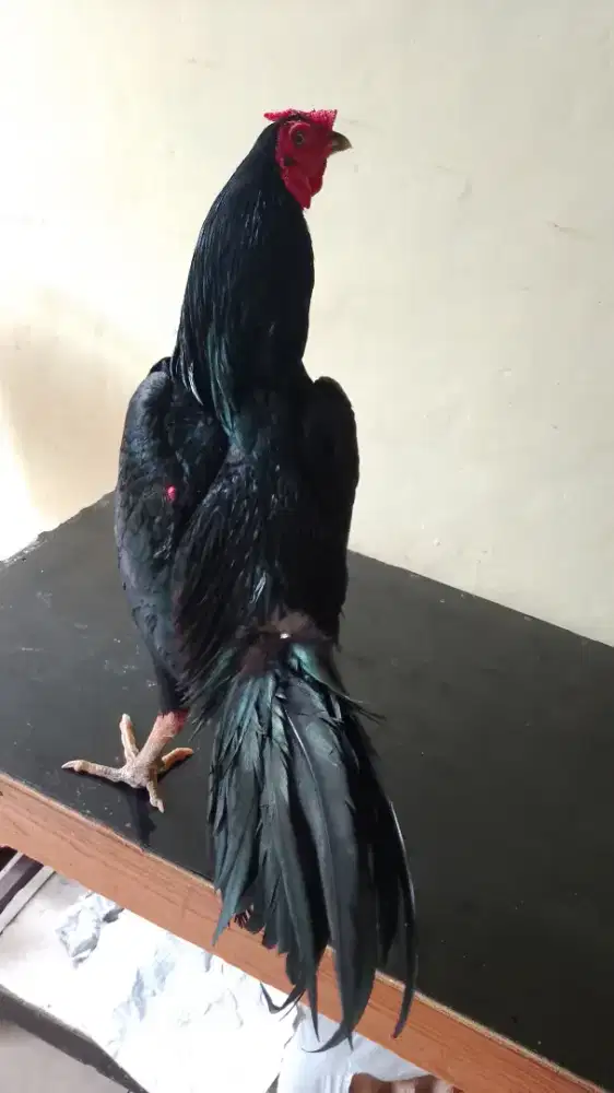 Ayam muda turun bok umur 7/8 bulan