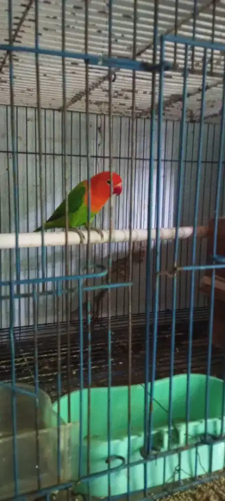 Lovebird biola green cling pedes dewasa