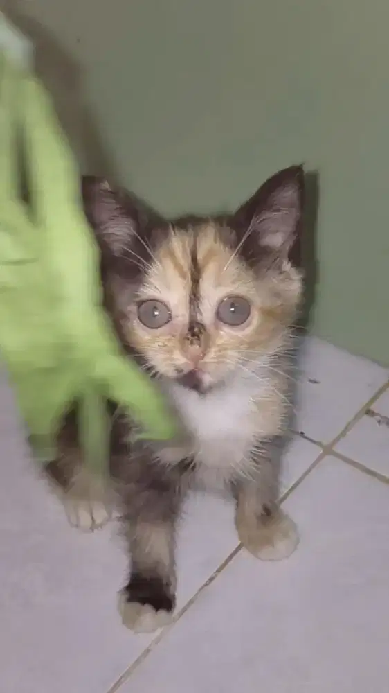 Kitten callico mixdome
