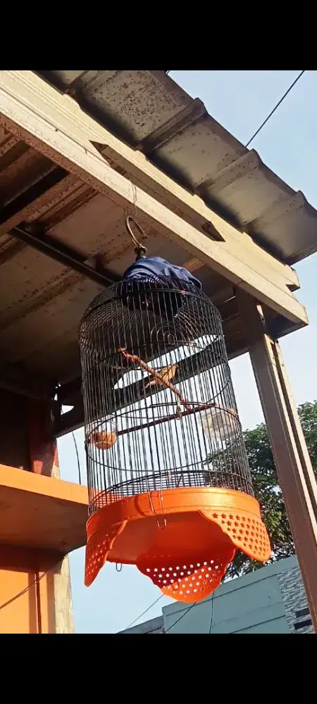 Burung blackthroat gacor bgt