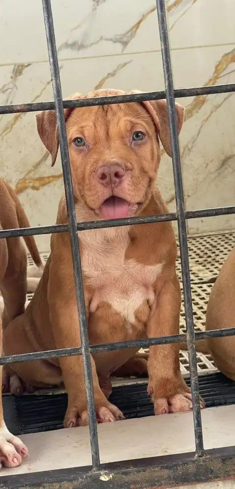 Puppy pitbull 2 bulan