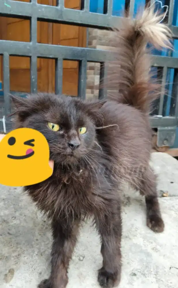 Kucing Jantan Black