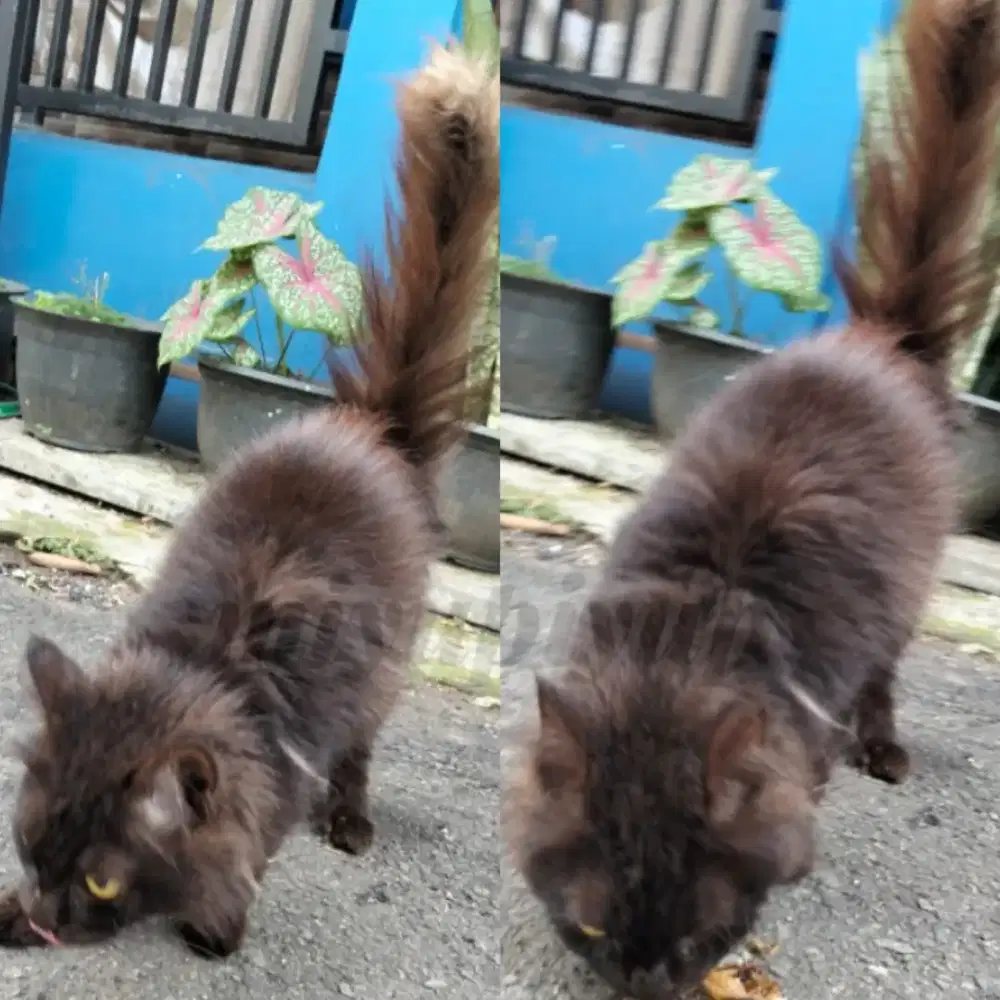 KUCING JANTAN BLACK