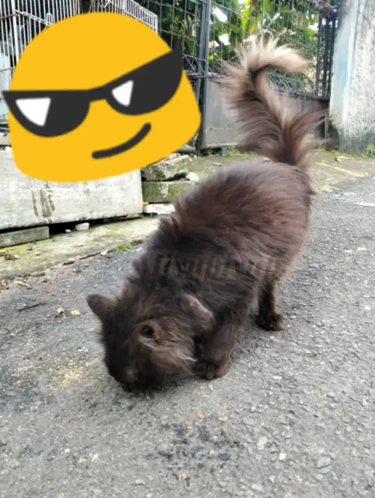 Kucing Jantan Black