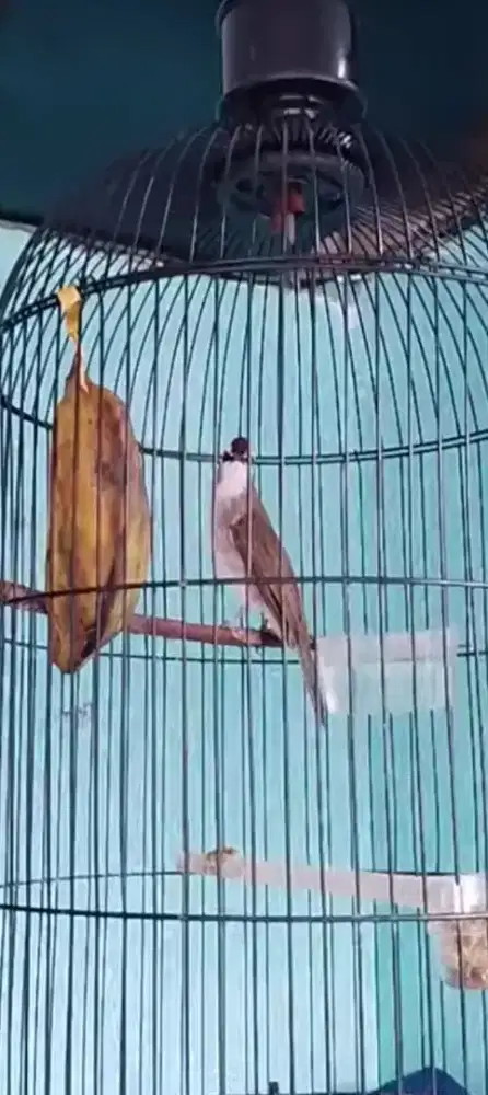 Dijual burung trucukan fullset gacor
