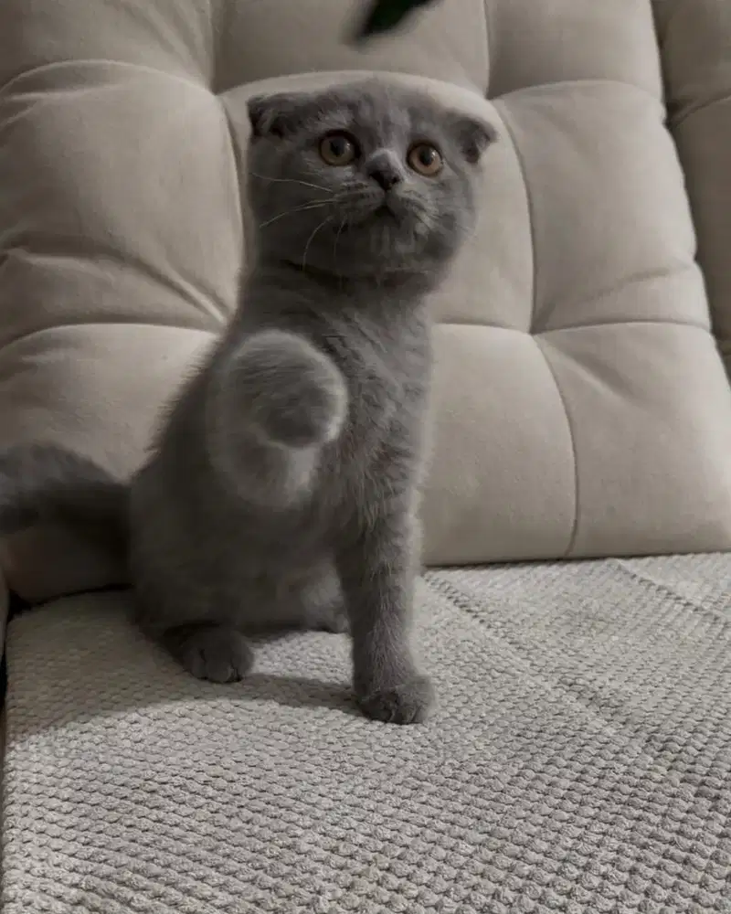 Kitten Scottish Fold