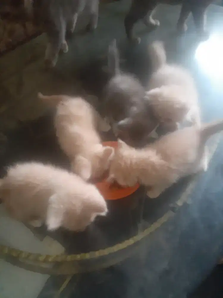 Anakan kucing persia