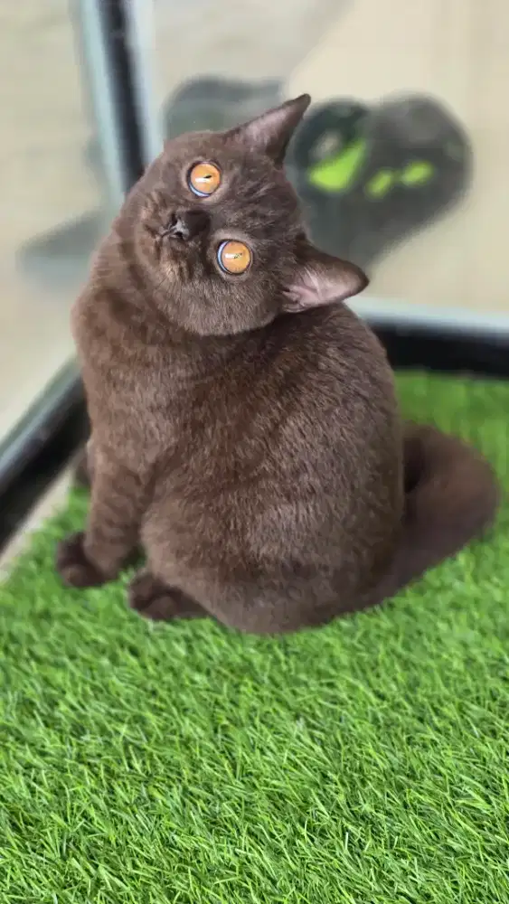 Kucing british shorthair bsh british shorthair