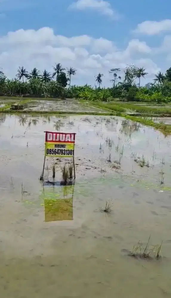 DIJUAL CEPAT! SAWAH PINGGIR JALAN NAKULA KEBON MANIS, CILACAP UTARA88