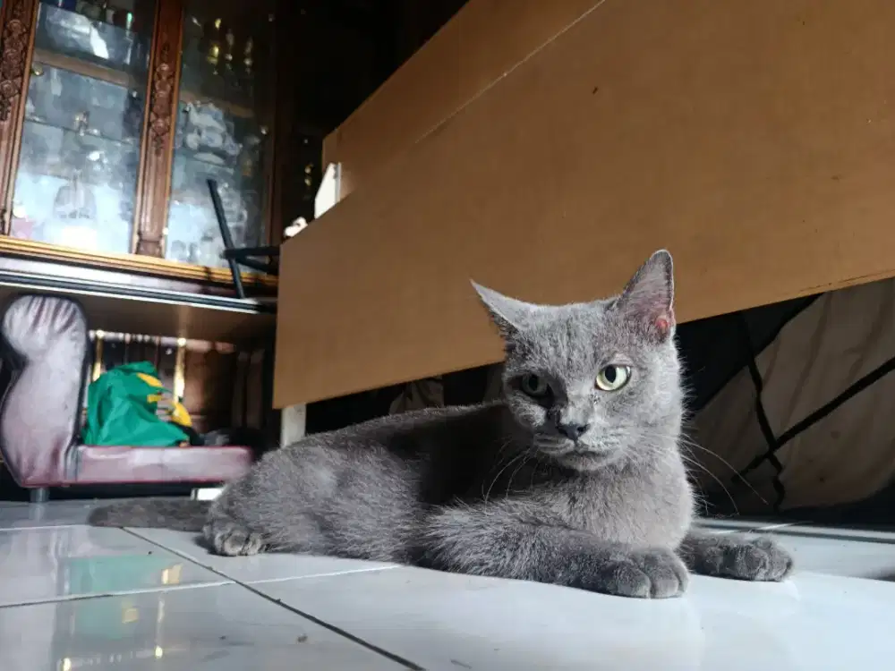 Blue Solid Betina Indukan Siap Breed