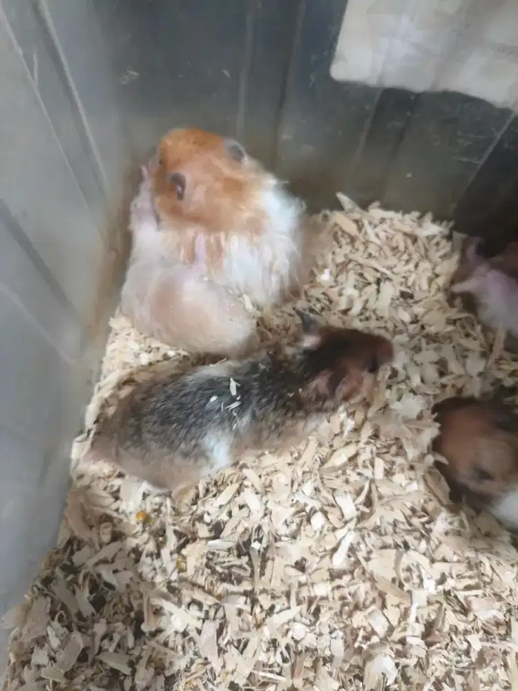 Hamster syrian lucu