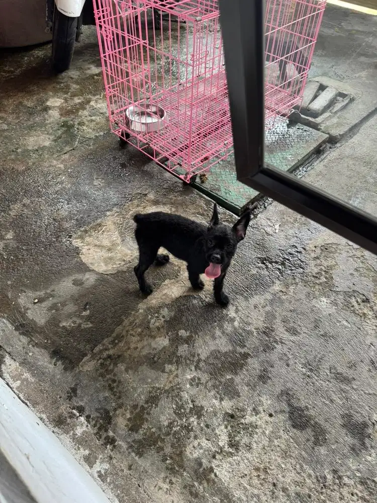 Anjing Mix Frenchie X Poodle